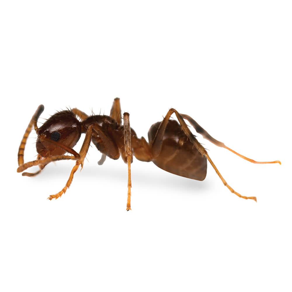 Ant Control Chemicals & Insecticide Products