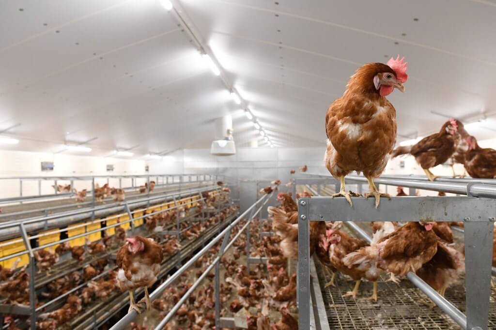 chickens in cage-free housing facility