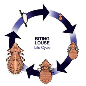 Biting Louse Life Cycle Chart