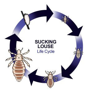Sucking Louse Life Cycle Chart