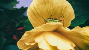 Valentine's Day Blog - Green cricket sitting on a yellow rose