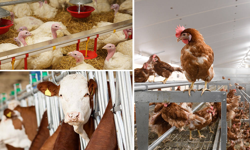 IPM Blog: Chickens in free-range facility, turkeys in broiler house, cattle in barn