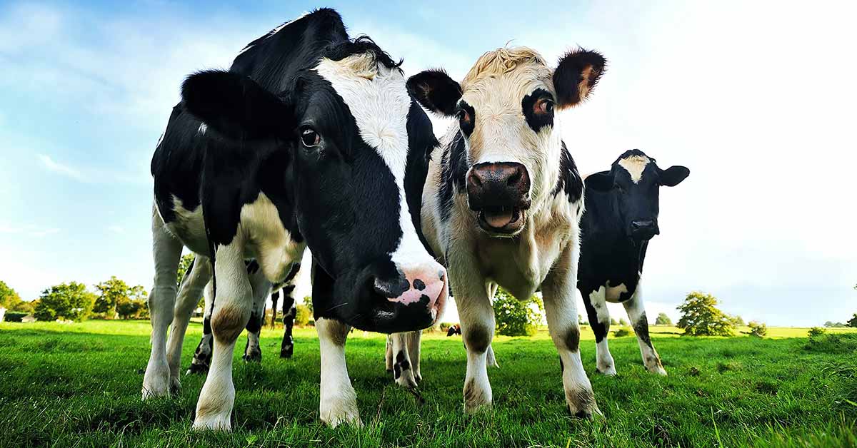 Cows in an open, green field