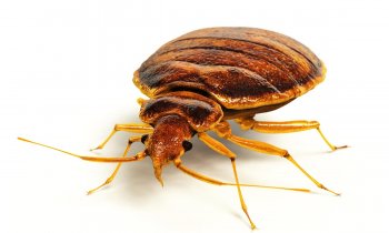 A close-up look at a bed bug.