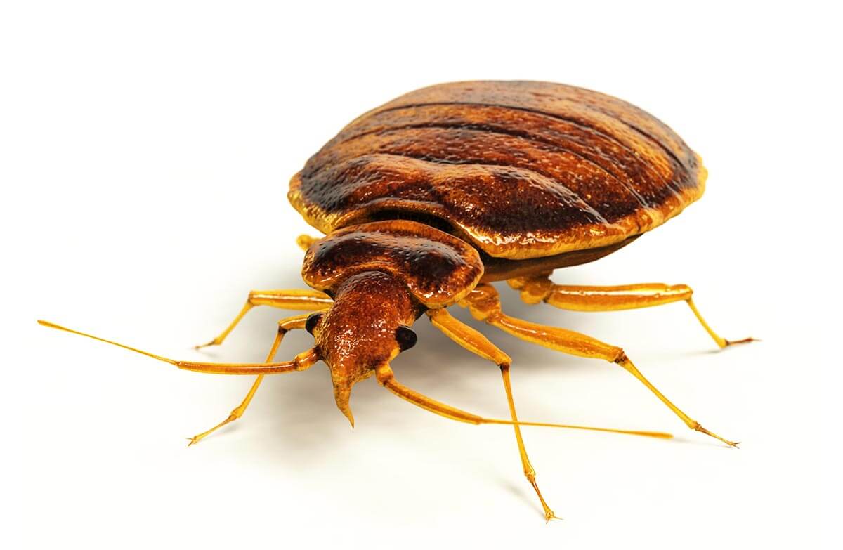A close-up look at a bed bug.