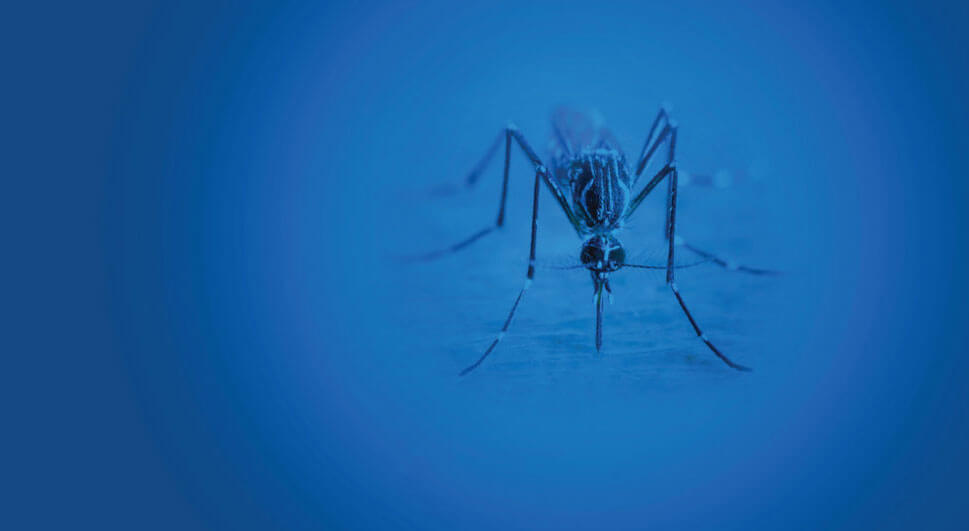 National Mosquito Week: blue background with mosquito