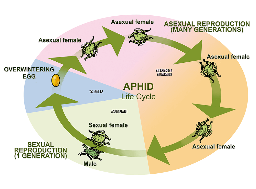 Aphids Life Cycle Graphic: Overwintering egg - Asexual Female (asexual reproduction multiple generations) - in Fall, male/female sexual reproduction (one generation)