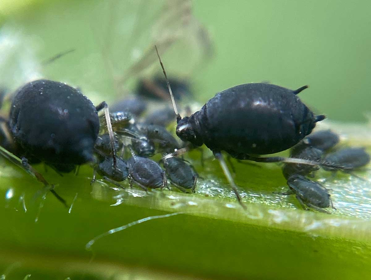 Black Bean aphids on green stalk