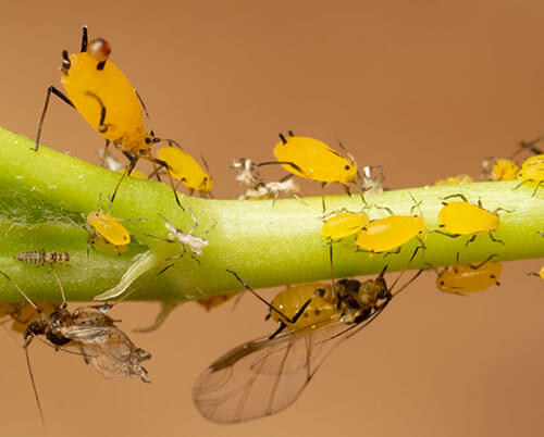 Yellow-gold Oleander Aphids (winged and wingless) on a green branch