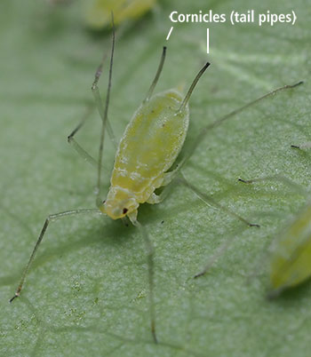 Light green Tulip Tree Aphid on leaf (cornicles identified at the top)