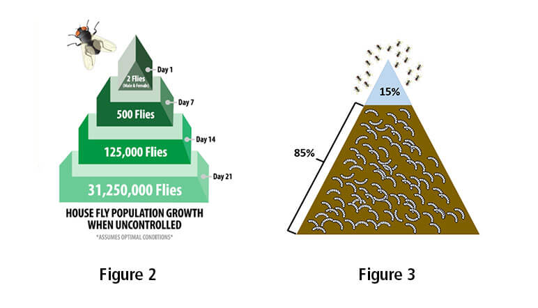 Pyramid graphic of house fly growth