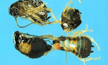 German cockroach nymphs affected by IGRs