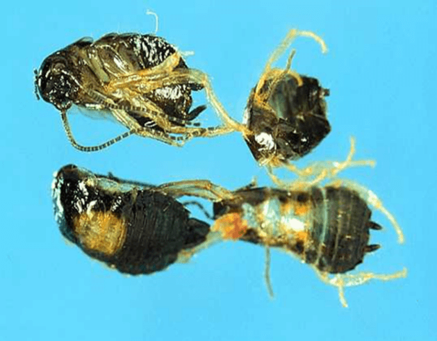 German cockroach nymphs 