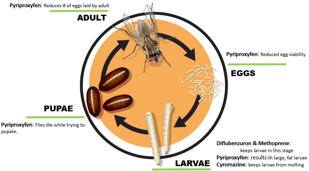 Life cycle of house flies effected by insect growth regulators