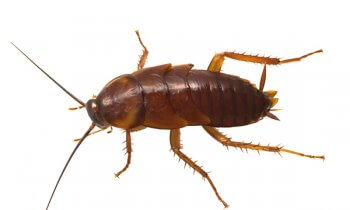 Image of Cockroach