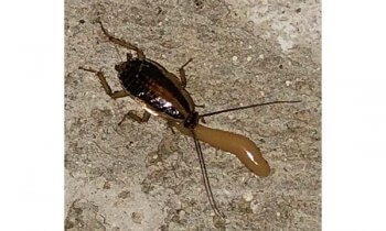 Cockroach eating bait