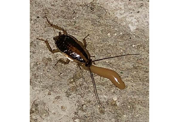 Cockroach eating bait