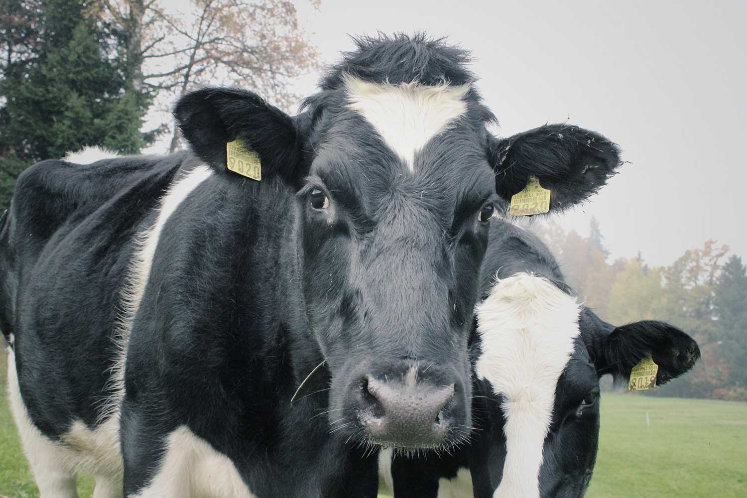 Winterize Your Dairy - Dairy Cows in Field