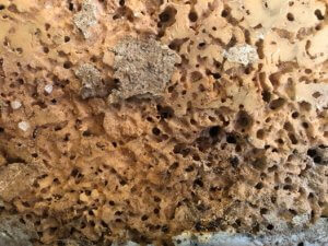 Darkling Beetle in Turkey Production - damaged honeycombing of insulation