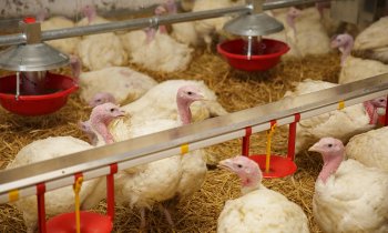 Protect Poultry from Avian Influenza, Darkling Beetles in Turkey Production, Turkeys in Broiler Facility