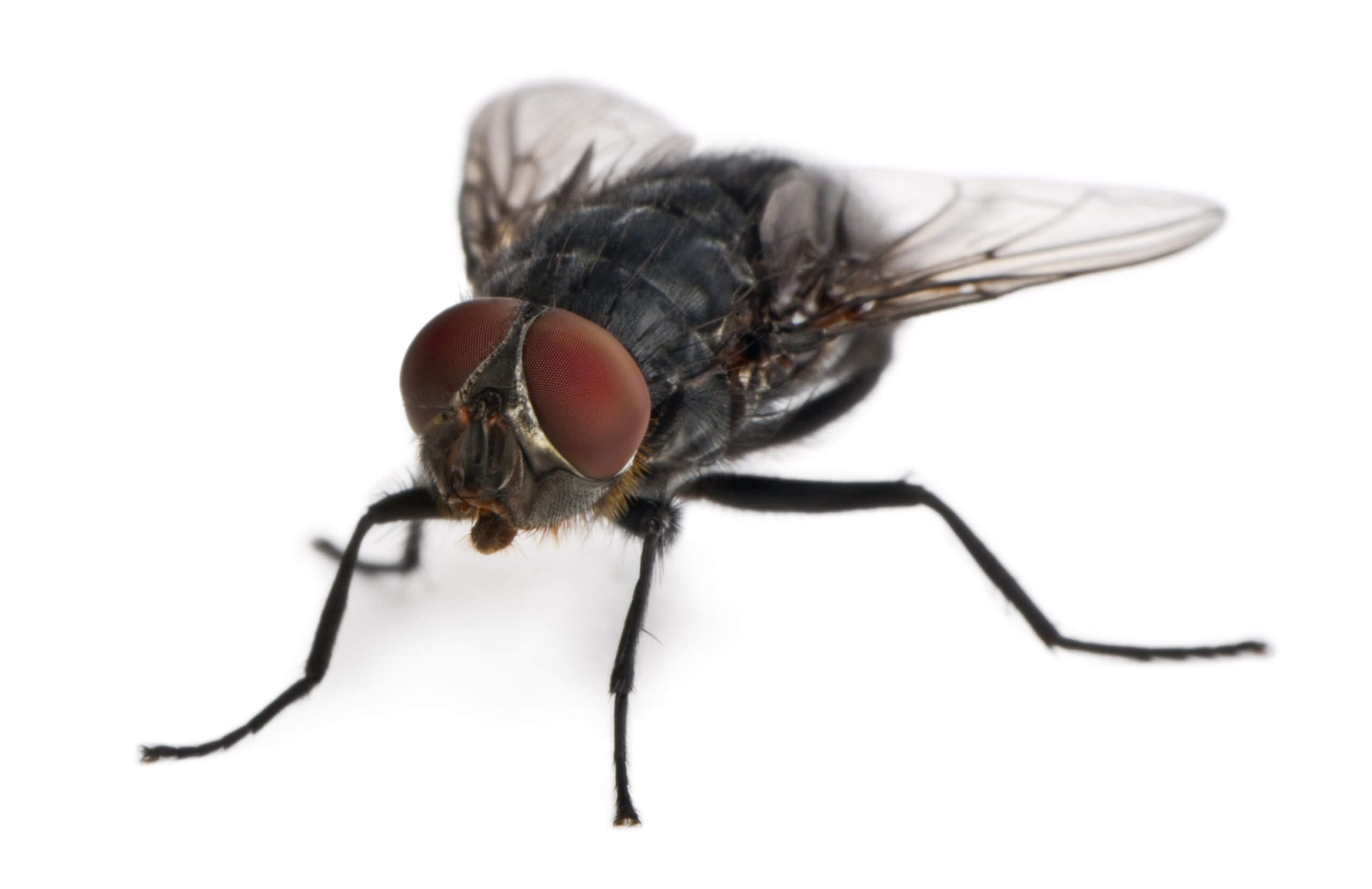 A close-up image of a house fly.