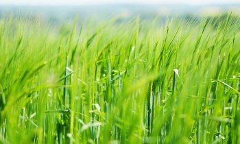 Benefits of Botanicals - Field of green grass, blue sky above