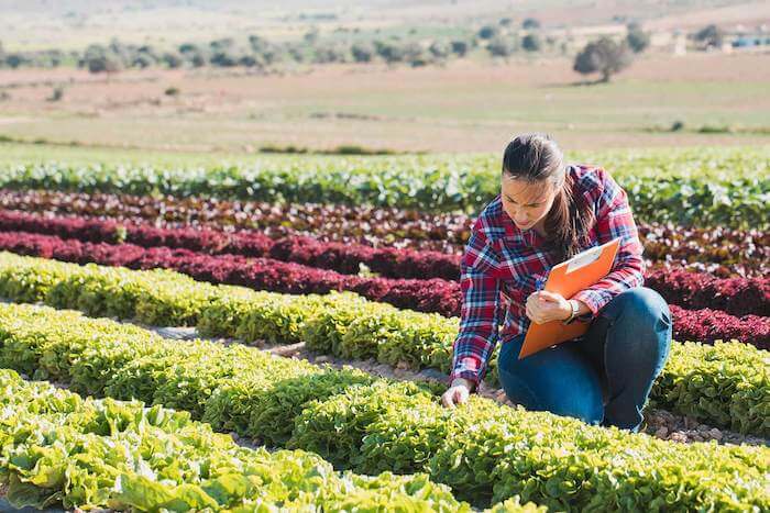 Woman with clipboard, working in field among rows of crops