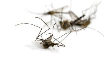Adding on Mosquito Services, Dead Mosquitoes