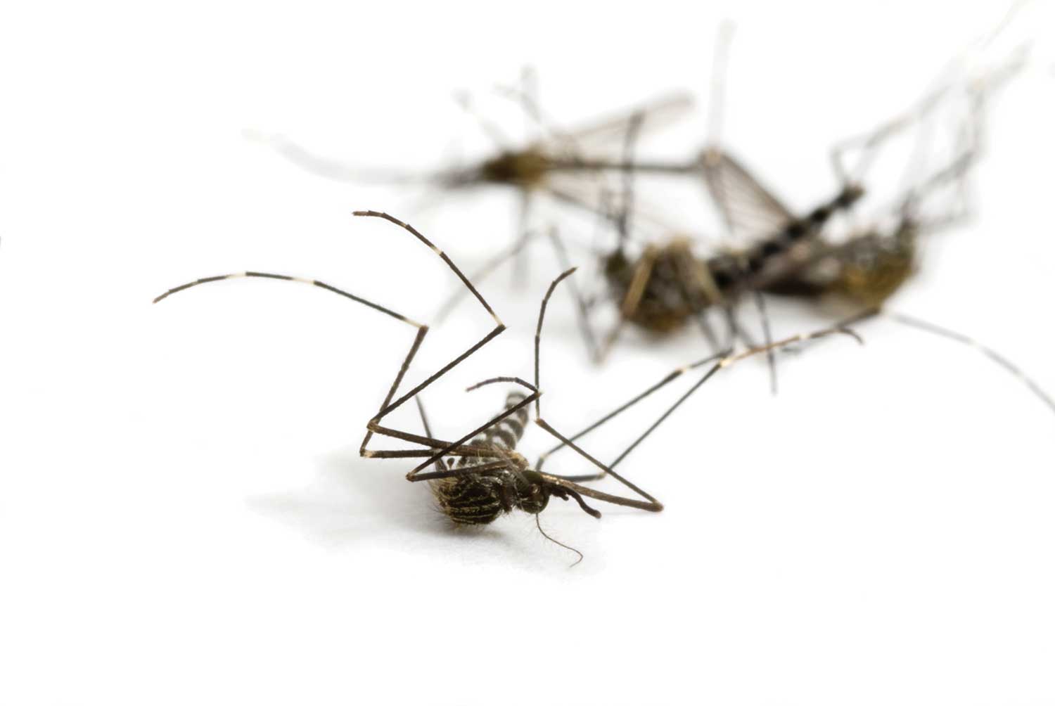 Adding on Mosquito Services, Dead Mosquitoes