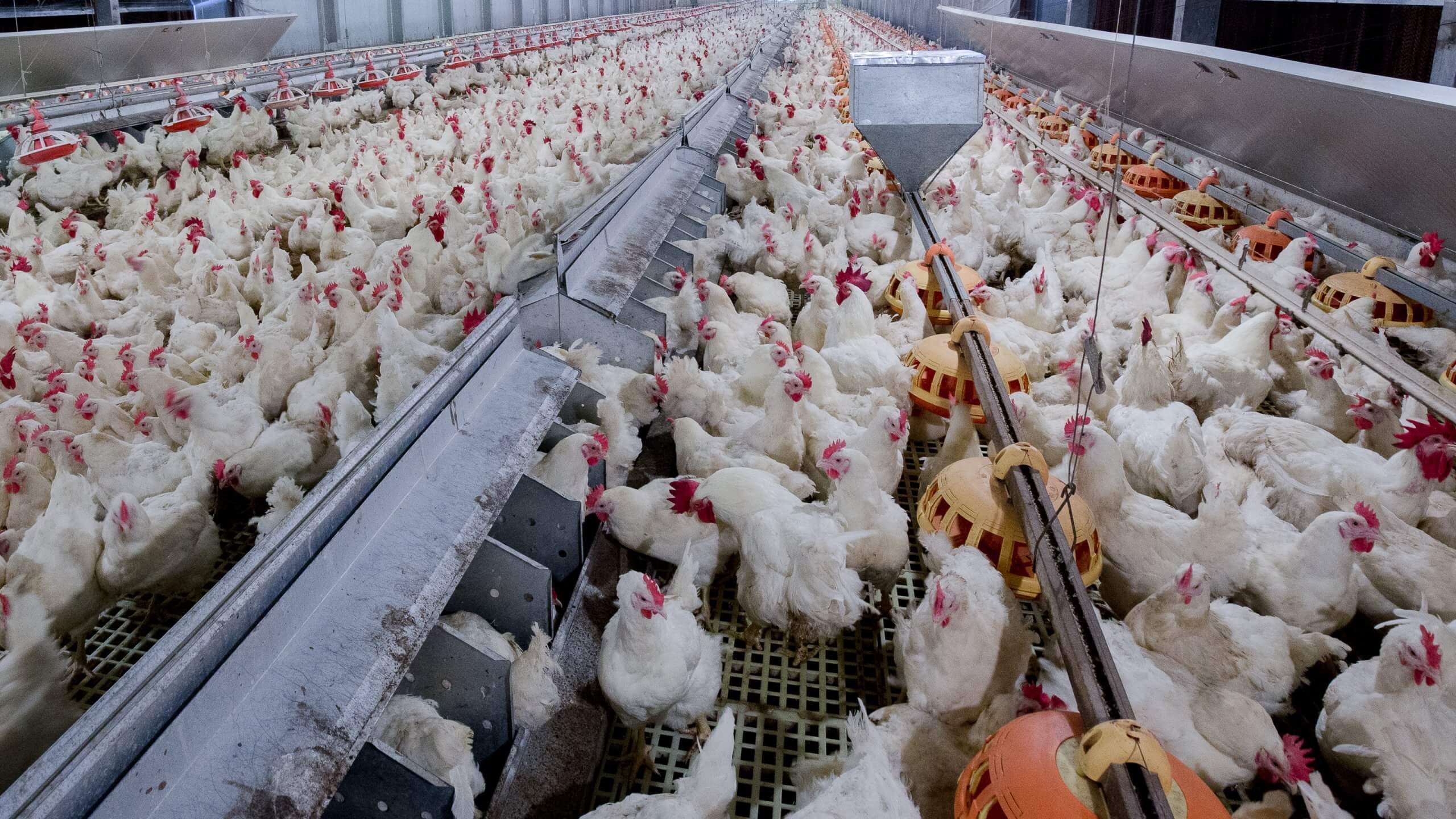 Products for Poultry Producers - MGK Insect Control Solutions