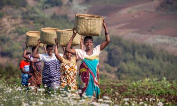 Carrying pyrethrum flowers in Tanzania