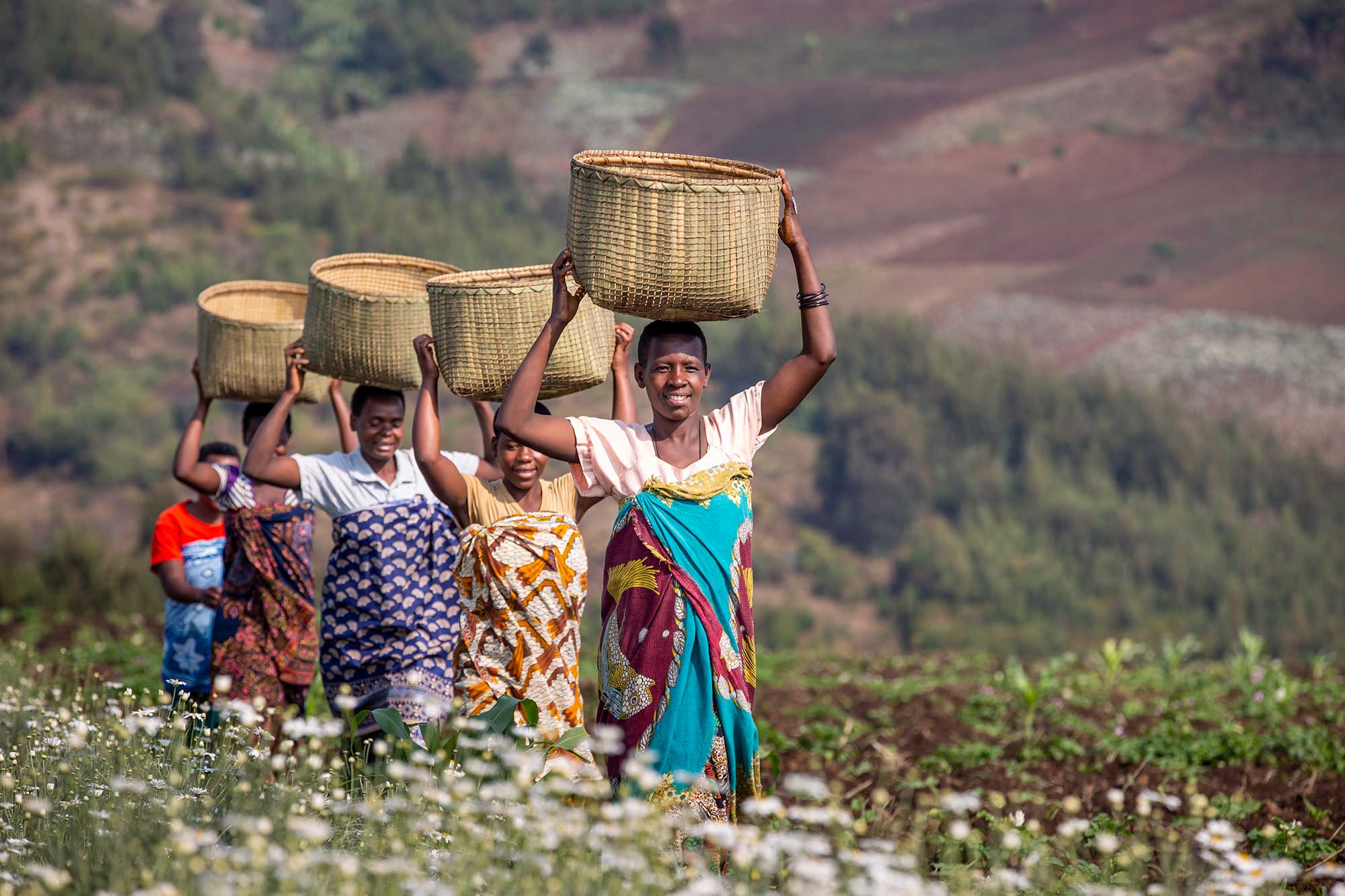 Carrying pyrethrum flowers in Tanzania