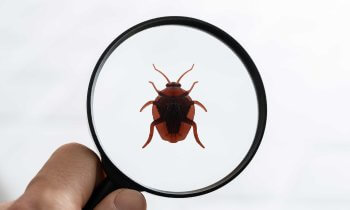 Bed Bug in magnifying glass