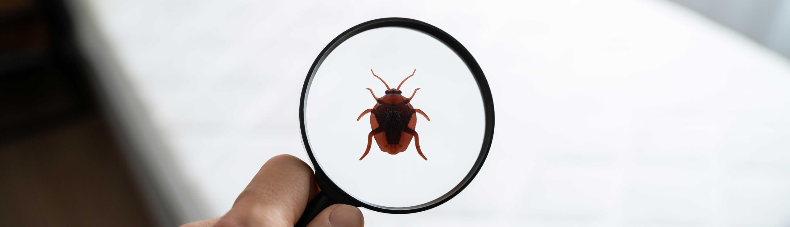 Bed Bug in magnifying glass