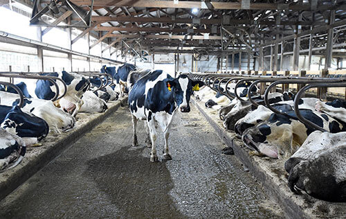 Dairy cow in barn interior