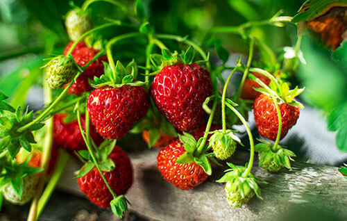 strawberries on farm