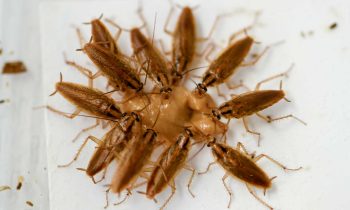 German Cockroaches crowding around a spot of bait, eating