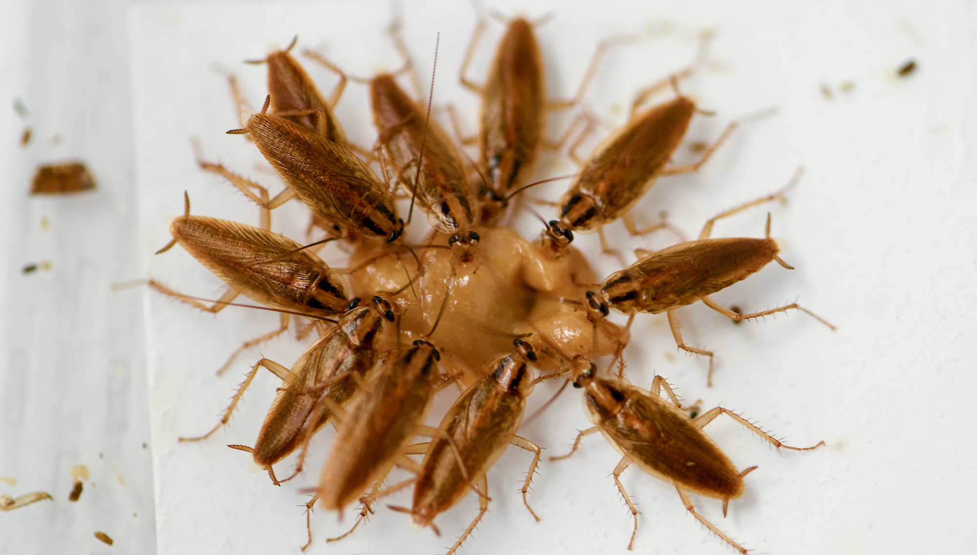 German Cockroaches crowding around a spot of bait, eating