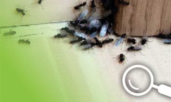 Winged insects in a floorboard with a graphic of a magnifying glass