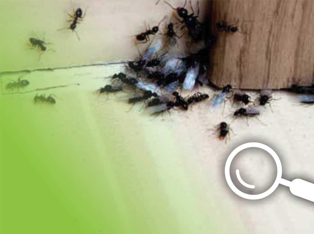 Winged insects in a floorboard with a graphic of a magnifying glass