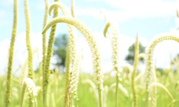 Sabadilla plants with tall flowering stalks growing in a field representing sustainable pest management