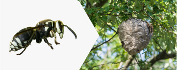 Bald-Faced Hornet