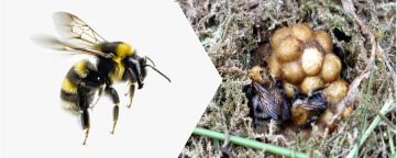 Bumble Bee
