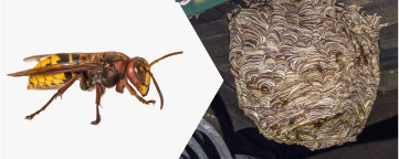 European Hornet