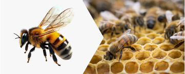 European Honeybee