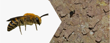 Miner Bee