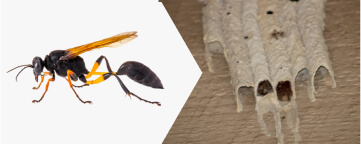 Mud Dauber