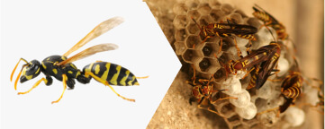 Paper Wasp