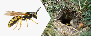 Yellowjacket